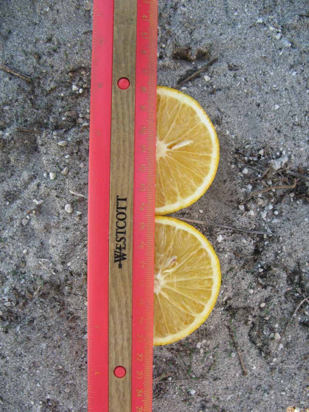              Fruit cross-section (Winter Haven, FL)       